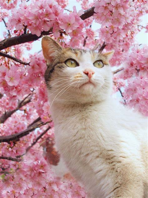 Sakura Cat Tanakawho Flickr