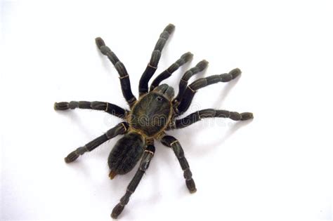 Finding a funny name for your pet pig is easier than it sounds, and is guaranteed to put a smile on the face to find the best pig name for your pet, study their appearance, mannerisms and temperament. Pet Tarantula Stock Images - Download 907 Royalty Free Photos
