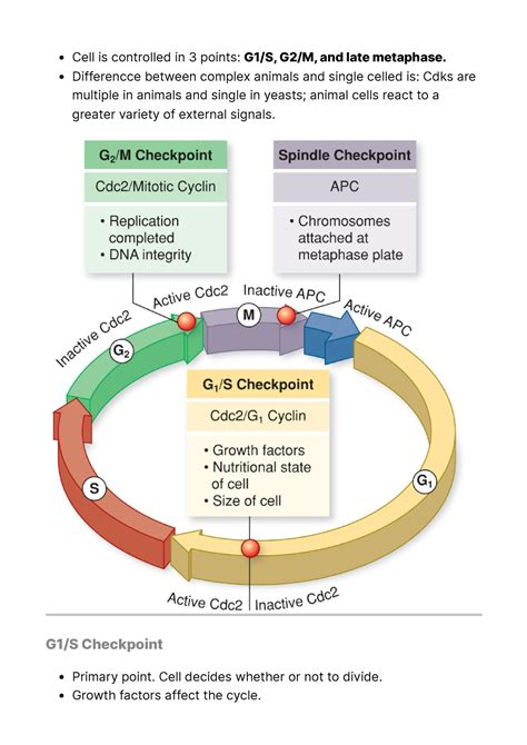 10 Cell Cycle Checkpoints Cell Is Controlled In 3 Points G1s G2m