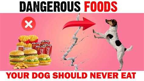 Dangerous Foods Your Dog Should Never Eat List Of Harmful Foods