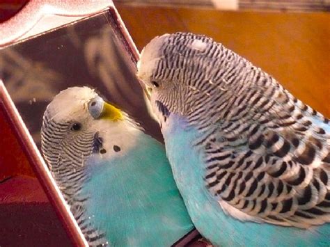 Budgies Are Awesome Budgie Whistling