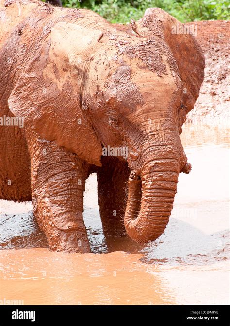 Baby Elephant Playing In Muddy Water Stock Photo Alamy