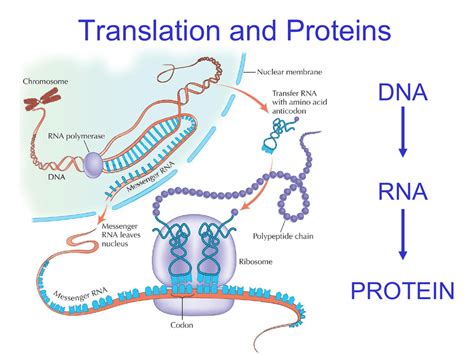 12 3 Rna And Protein Synthesis