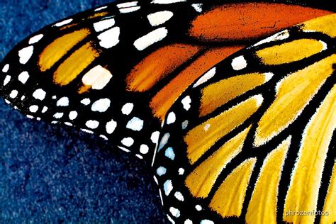 Butterfly Wing By Phrozenfotos Redbubble