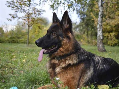 Annonce déposée dans la catégorie chien services à luxembourg luxembourg. Les races de chiens de garde : le top 10 ...