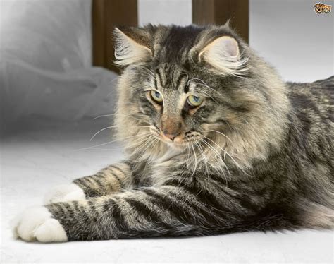 50 Most Beautiful Norwegian Forest Cat Photos And Images