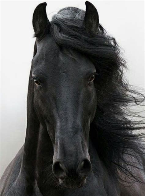 Black Beauty 🖤 Andalusian Horse Friesian Horse Arabian Horses Most