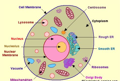 Diagram Parts Of A Cell Diagram Mydiagramonline