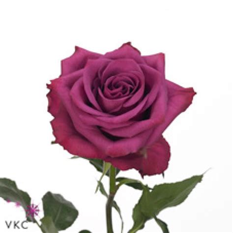 Blueberry Rose Rose Varieties Purple Wedding Flowers Purple Roses