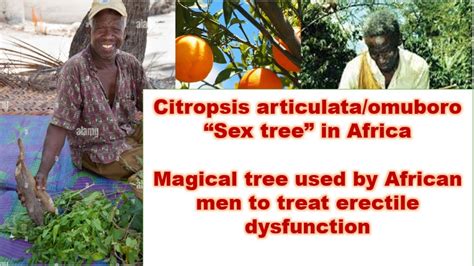 Citropsis Articulataomuboro “sex Tree” Used By African Men To Treat