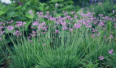 We did not find results for: tulbaghia violacea_snake-repellant | Society garlic, Pond ...