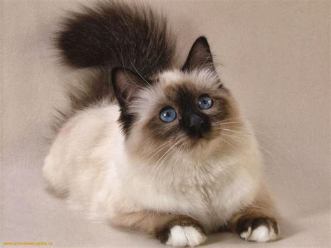 Persian Cat Cats Wiki Fandom Powered By Wikia