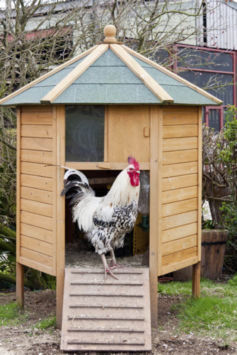 33 backyard chicken coop ideas home stratosphere