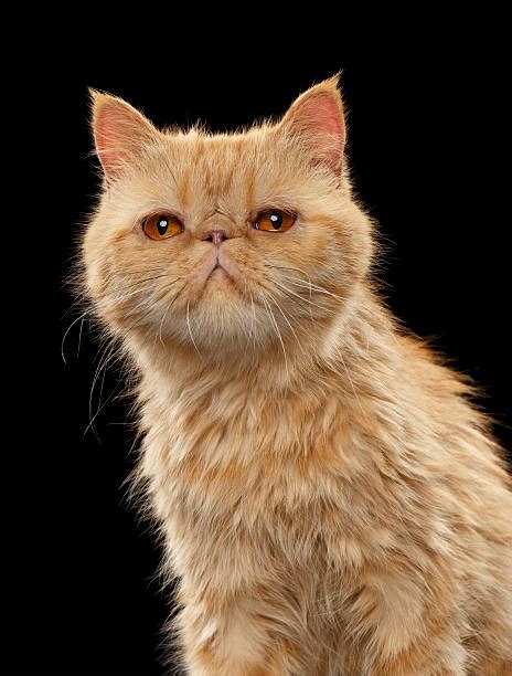 Top 60 Exotic Shorthair Cat Stock Photos Pictures And Images Istock