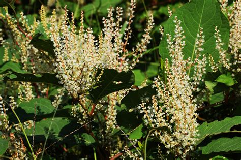 Everything You Need To Know About Japanese Knotweed