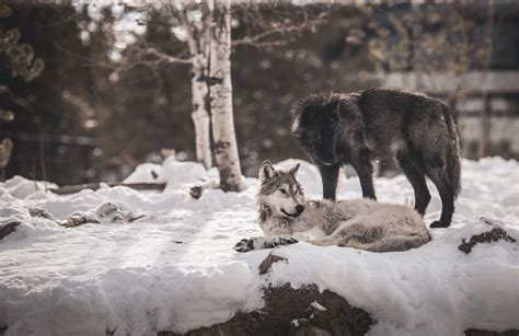 Wolves Of The Rockies Protecting Yellowstone And Rocky Mountain Wolves