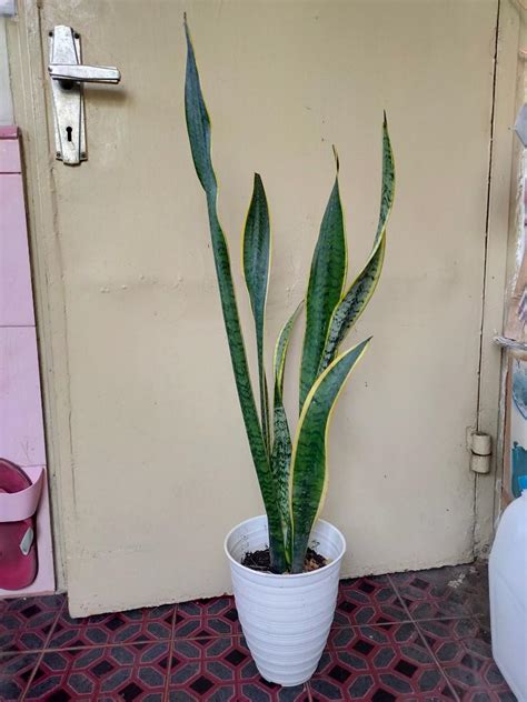 Tanaman Lidah Mertua Di Dalam Pot Cantik Sansevieria Trifasciata