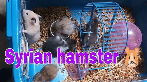 Syrian Hamster Youtube