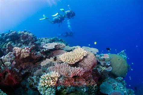 Dive Best Dive Sites In Fiji Paradise Cove Resort Fiji
