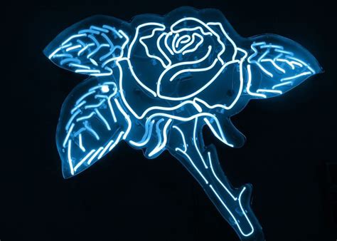 Blue rose. in 2020 | Light blue aesthetic, Blue aesthetic ... All the photos will arrive printed, super easy to use.
