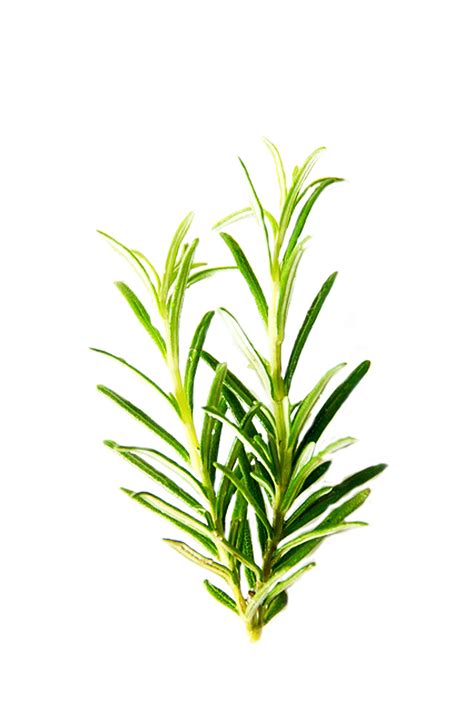 Rosemary Isolated Herbs Free Photo On Pixabay