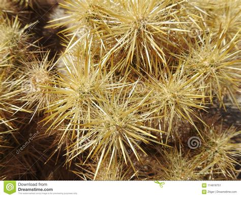 Closeup Of Cholla Cactus Spines Stock Image Image Of Closeup Cactus