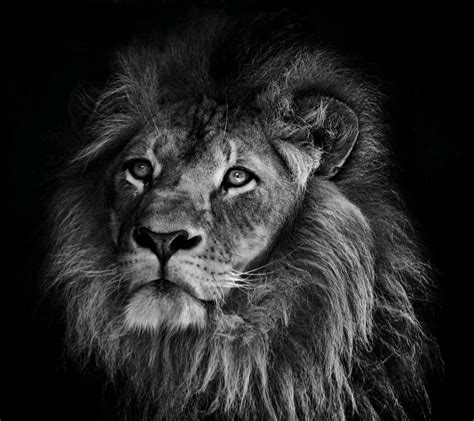 Le petit lion de jacques prévert ,de la chambre noire au numérique : photography, Animals, Lion Wallpapers HD / Desktop and ...