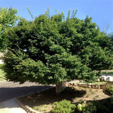 Best Shade Trees For North Texas Backyard Trees Best Shade Trees