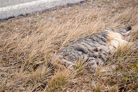 Dead Cat Stock Photos Pictures And Royalty Free Images Istock