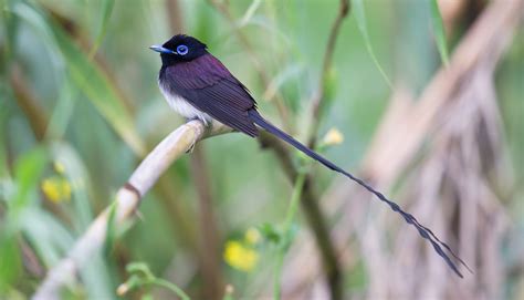 Wings Of Hope How The Japanese Paradise Flycatcher Symbolizes Renewal