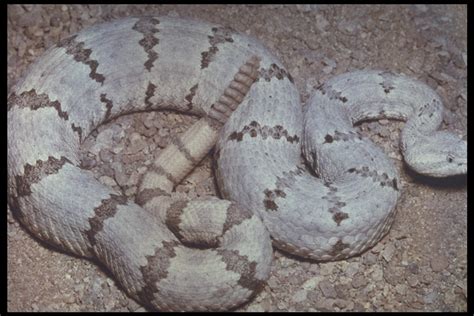 Rock Rattlesnake Phoenix Zoo Arizona Trail · Inaturalist