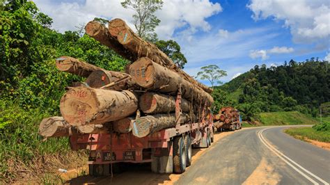 And endeavor to produce the highest quality tropical wood up rate timber industries sdn bhd is located in malaysia, we are the furniture wood, sawntimber, wooden pallet, tenalised pallet, boxes and crates. Newsela | Understanding tropical deforestation
