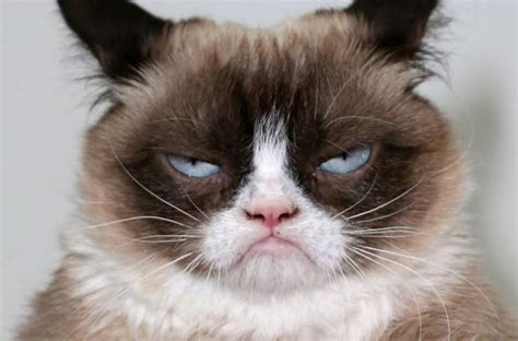 Самый сердитый кот в мире — Grumpy Cat