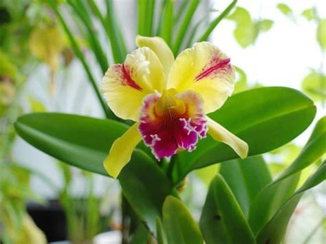 cattleya orchids different types how to grow and care florgeous
