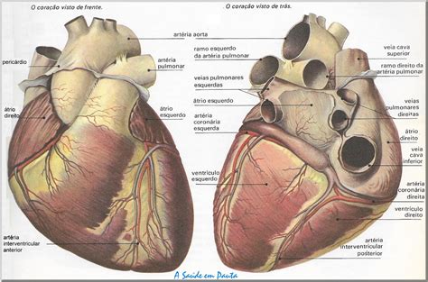 Sistema Cardiovascular Anatomia Do Coracao Anatomia Do Coracao Images