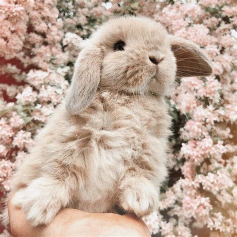 Cute Bunny With Flowers In 2021 Cute Baby Animals Cute Baby Bunnies