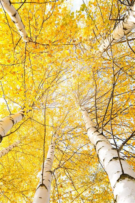 Autumn Trees With Yellowing Leaves Against The Sky — Stock Photo © Ivan