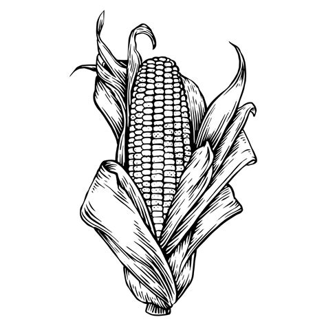 Hand Drawn Corn Vector Illustration On Isolated White Background