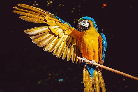 Hd Wallpaper Birds Macaw Blue And Yellow Macaw Parrot Wildlife