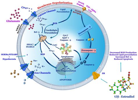 Mechanisms Of Brain Damage In Hypoxia Ischemia And Role Of Neuroactive