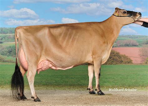 This occurs usually at the evening milking. jersey cow | Jersey cow, Cow calf, Animals