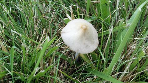 As the name suggests, in fields normally after edible british mushrooms. Identify these back yard mushrooms. edible? - Mushroom ...