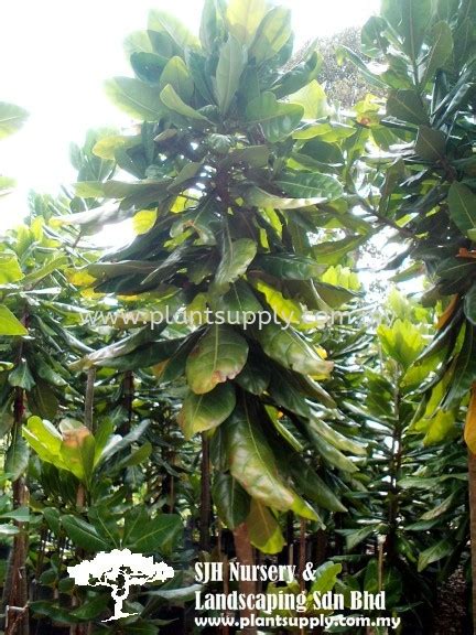 T010302 Barringtonia Asiatica Putat Laut Trees Malaysia Johor Muar Supplier Wholesaler