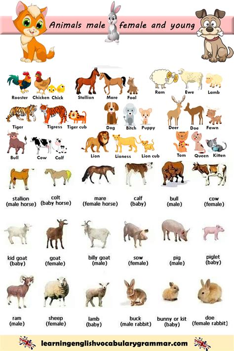 Learn The Names For Male Female And Baby Animals Using Pictures Also A