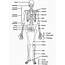 The Skeleton  Skeletal System