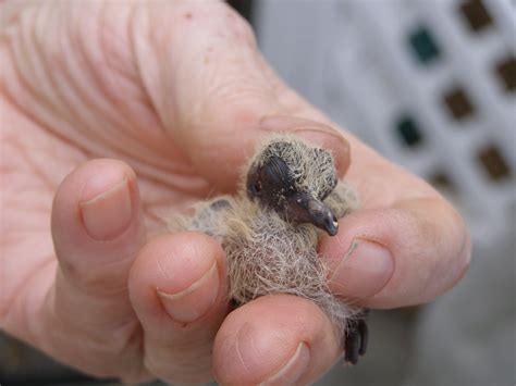 Evelyns Wildlife Refuge Baby Mourning Doves