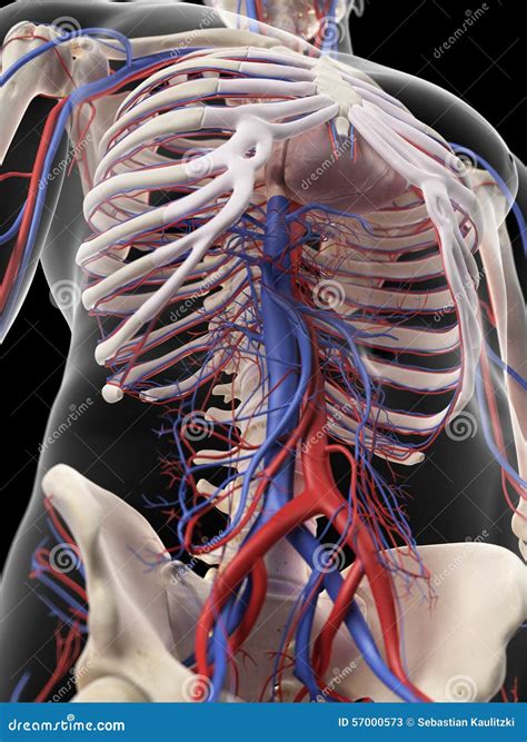 The Abdominal Arteries And Veins Stock Illustration Illustration Of
