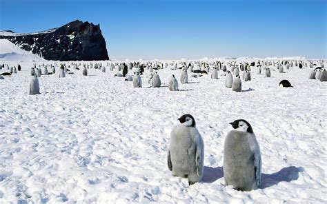 Penguins Happy Feet Emperor Antarctica Wallpapers Hd Desktop And