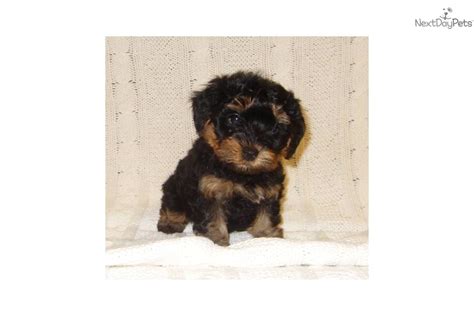 Yorkiepoo Yorkie Poo Puppy For Sale Near Sioux City Iowa 32d7b647 3e41