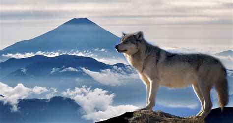 Wolves In Japan Aimee Easterling